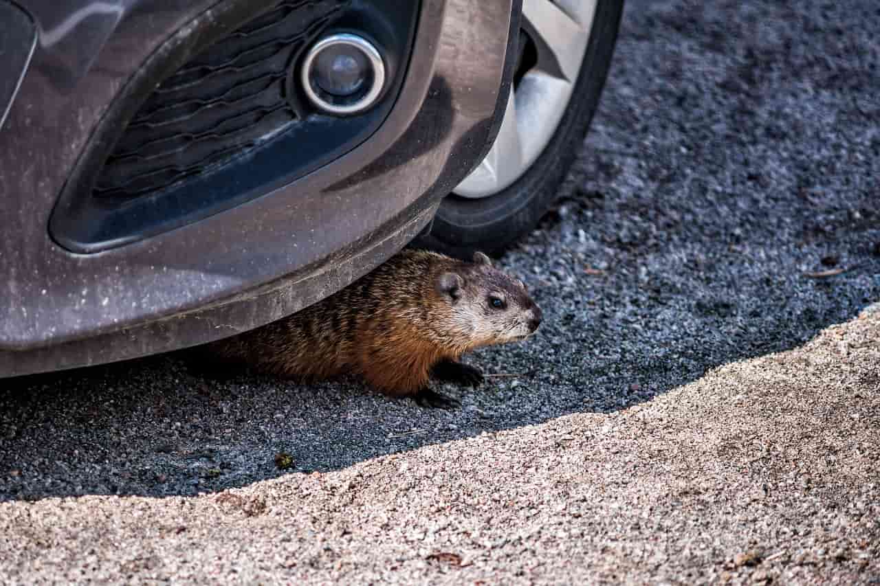 Jak pozbyć się myszy z auta?