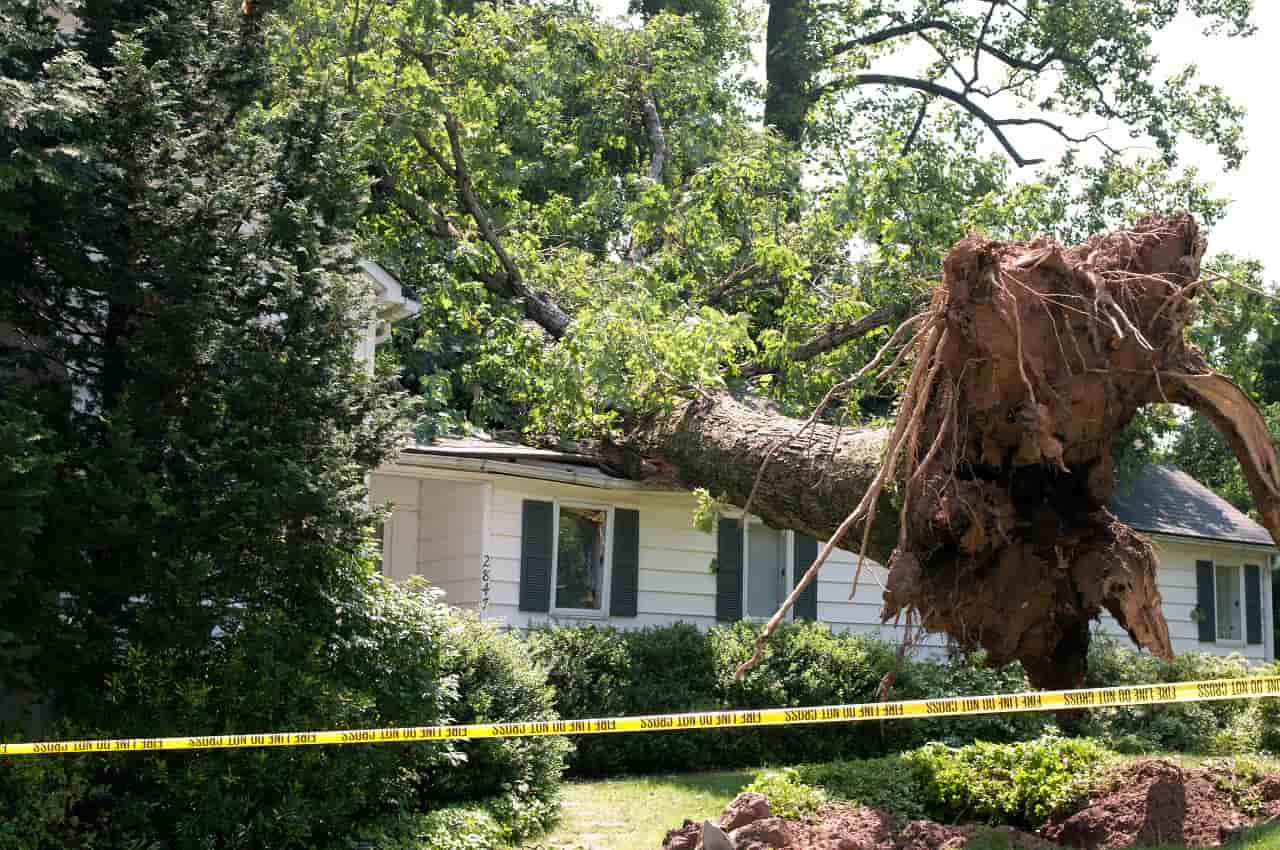Ubezpieczenie domu od upadku drzewa